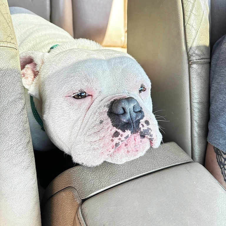 Apollo Blue is registered to the contest to win money with this photo: animal, bulldog, car, car_interior, center_console, close_up, companion_animal, dog, domestic_animal, head, leather_seat, mammal, pet, relaxed, resting, seat, sleepy, snout, transport, white_dog