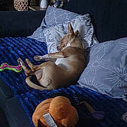 Blu a rejoint le concours — aidez-le/la à gagner de superbes lots ! dog, sleeping, couch, pillows, blanket, toy, remote_control, indoor, relaxing, pet, brown_dog, living_room, furniture, resting, cozy, home, canine, sleep, domestic_animal, comfort
