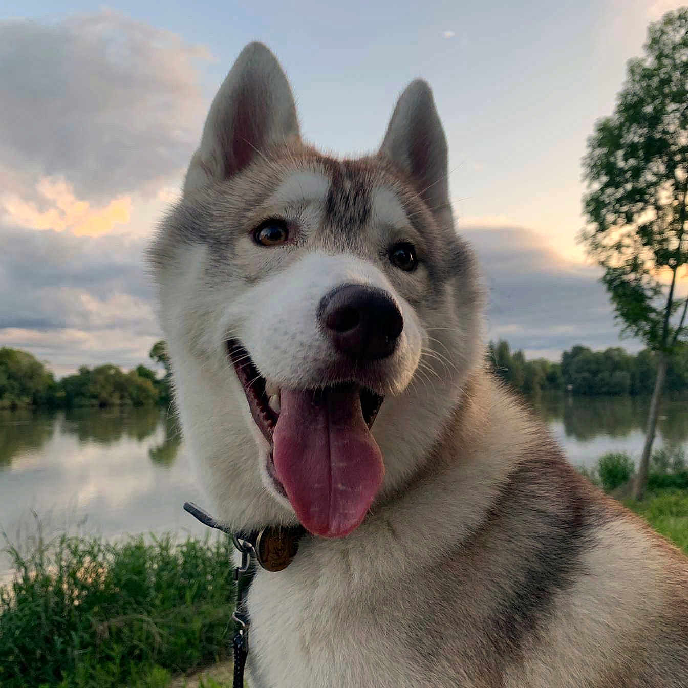 Ozark participe au concours pour gagner de l'argent avec cette photo : animal, canine, clouds, collar, dog, fur, grass, happy, husky, lake, leash, nature, outdoor, pet, portrait, smiling, sunset, tongue_out, trees, water