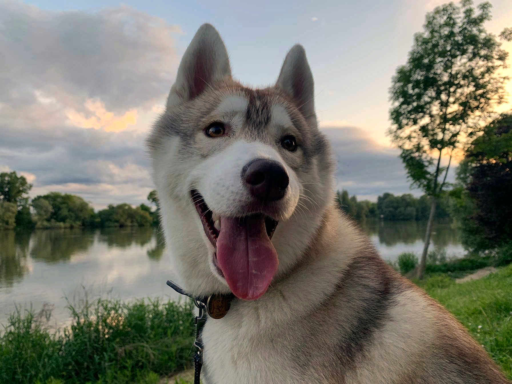 Ozark participe au concours pour gagner de l'argent avec cette photo : dog, husky, tongue_out, happy, outdoor, lake, water, clouds, sunset, trees, grass, nature, collar, leash, canine, pet, smiling, animal, fur, portrait