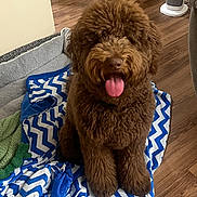 Jasper is registered to the contest to win money with this photo: dog, brown, curly_fur, pet, tongue_out, blanket, blue_and_white, zigzag_pattern, floor, wooden_floor, indoor, cozy, happy, sitting, fur, cute, animal, domestic, companion, home