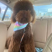 Jasper is registered to the contest to win money with this photo: animal, backseat, bandana, brown_dog, canine, car_interior, companion, cute, daylight, dog, domestic_animal, fluffy, furry, leash, pet, poodle, rainbow_colors, sitting, transportation, window