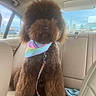 animal, backseat, bandana, brown_dog, canine, car_interior, companion, cute, daylight, dog, domestic_animal, fluffy, furry, leash, pet, poodle, rainbow_colors, sitting, transportation, window