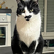 Ninja participe au concours pour gagner de l'argent avec cette photo : animal, black_and_white, black_fur, cat, countertop, cute, focused, green_eyes, indoors, kitchen, pet, pointed_ears, portrait, sink, sitting, tail, tuxedo_cat, whiskers, white_chest, window