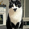 animal, black_and_white, black_fur, cat, countertop, cute, focused, green_eyes, indoors, kitchen, pet, pointed_ears, portrait, sink, sitting, tail, tuxedo_cat, whiskers, white_chest, window