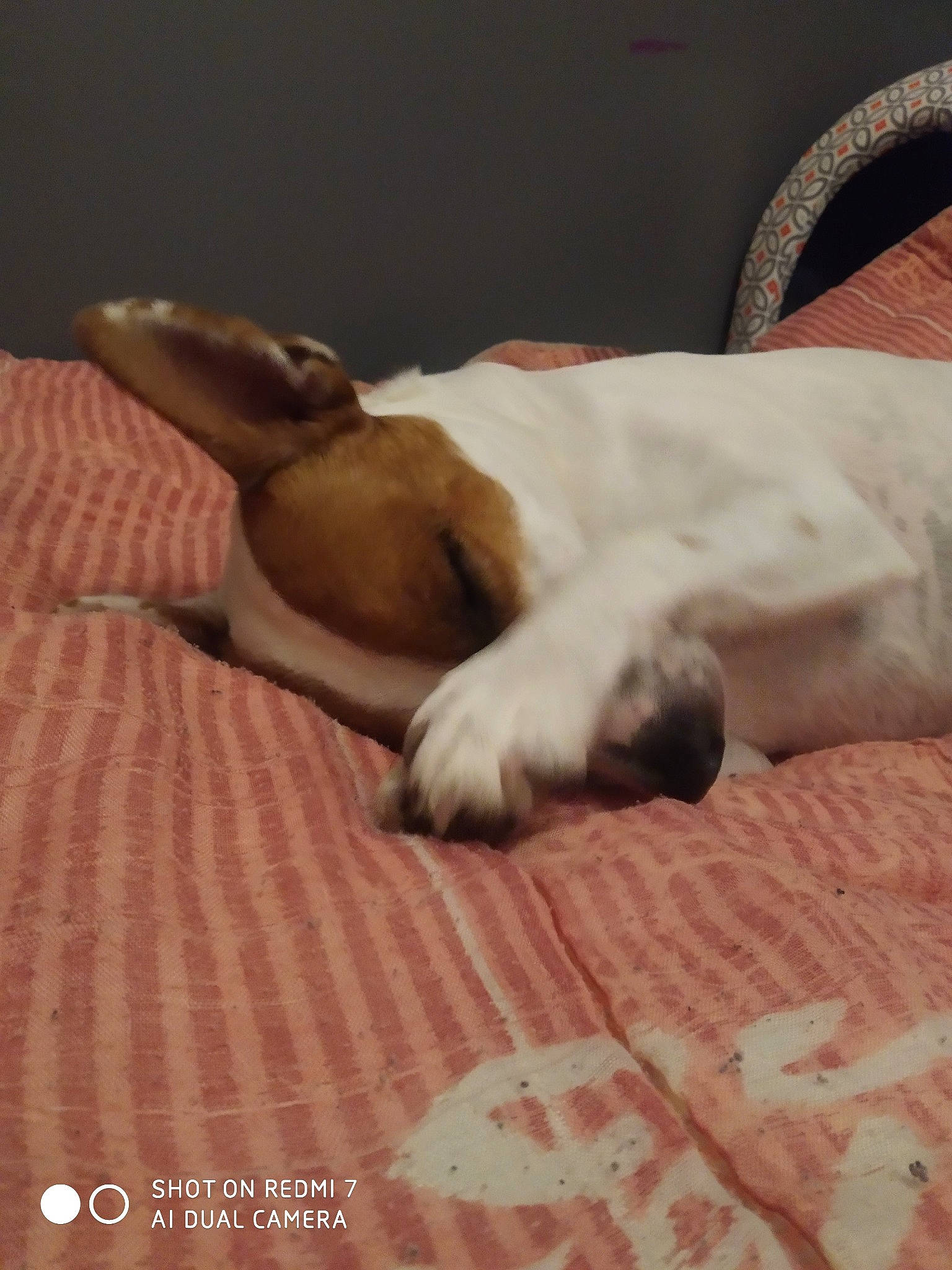 Diego a rejoint le concours — aidez-le/la à gagner de superbes lots ! american_bulldog, canidae, carnivore, companion_dog, dog, dog_breed, fawn, french_bulldog, nap, non_sporting_group, puppy, puppy_love