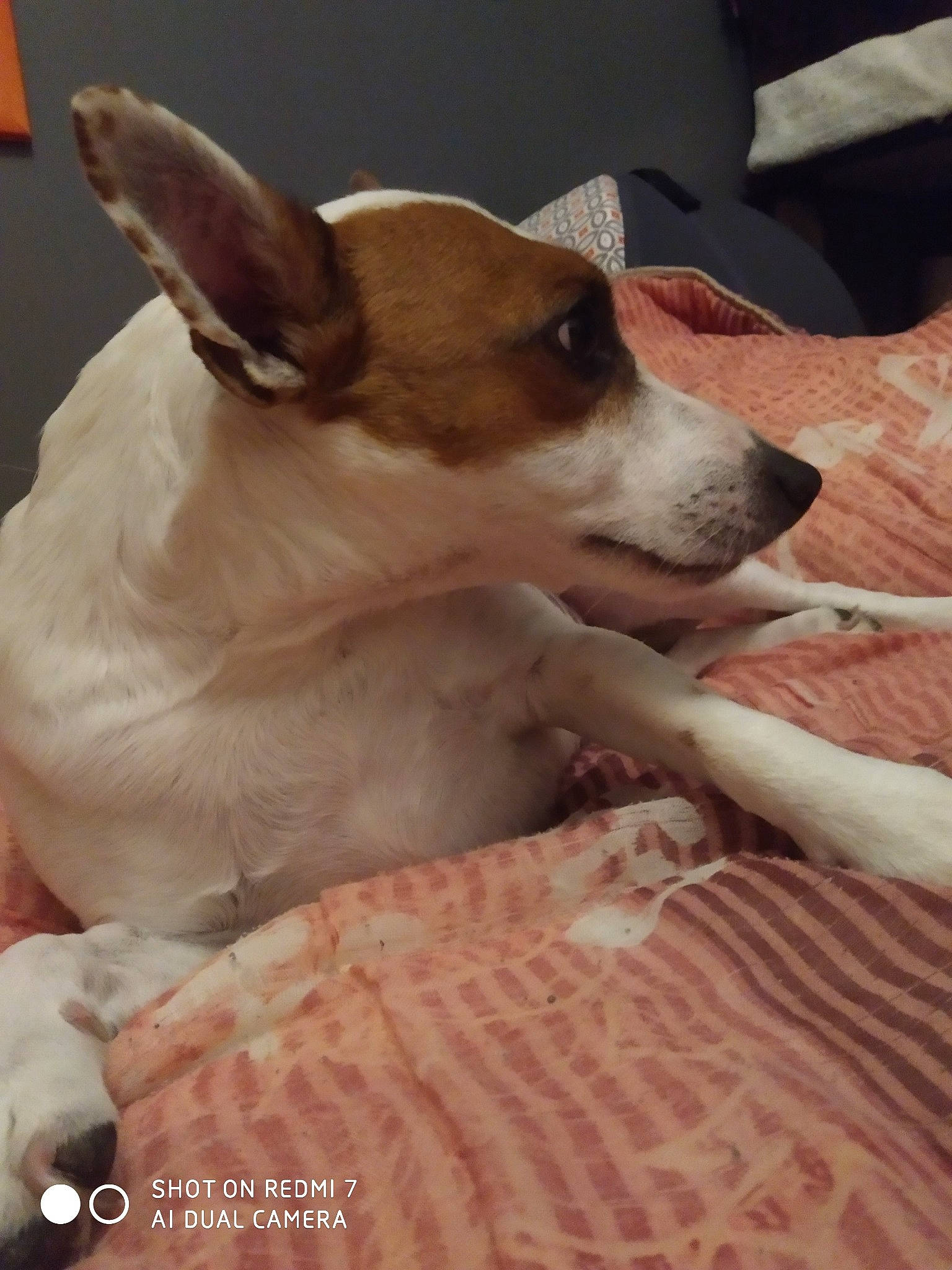 Diego participe au concours pour gagner de l'argent avec cette photo : canidae, carnivore, companion_dog, corgi_chihuahua, dog, dog_breed, fawn, feist, fox_terrier, jack_russell_terrier, mammal, miniature_fox_terrier, rare_breed_dog, rat_terrier, russell_terrier, snout, teddy_roosevelt_terrier, tenterfield_terrier, toy_fox_terrier, vertebrate