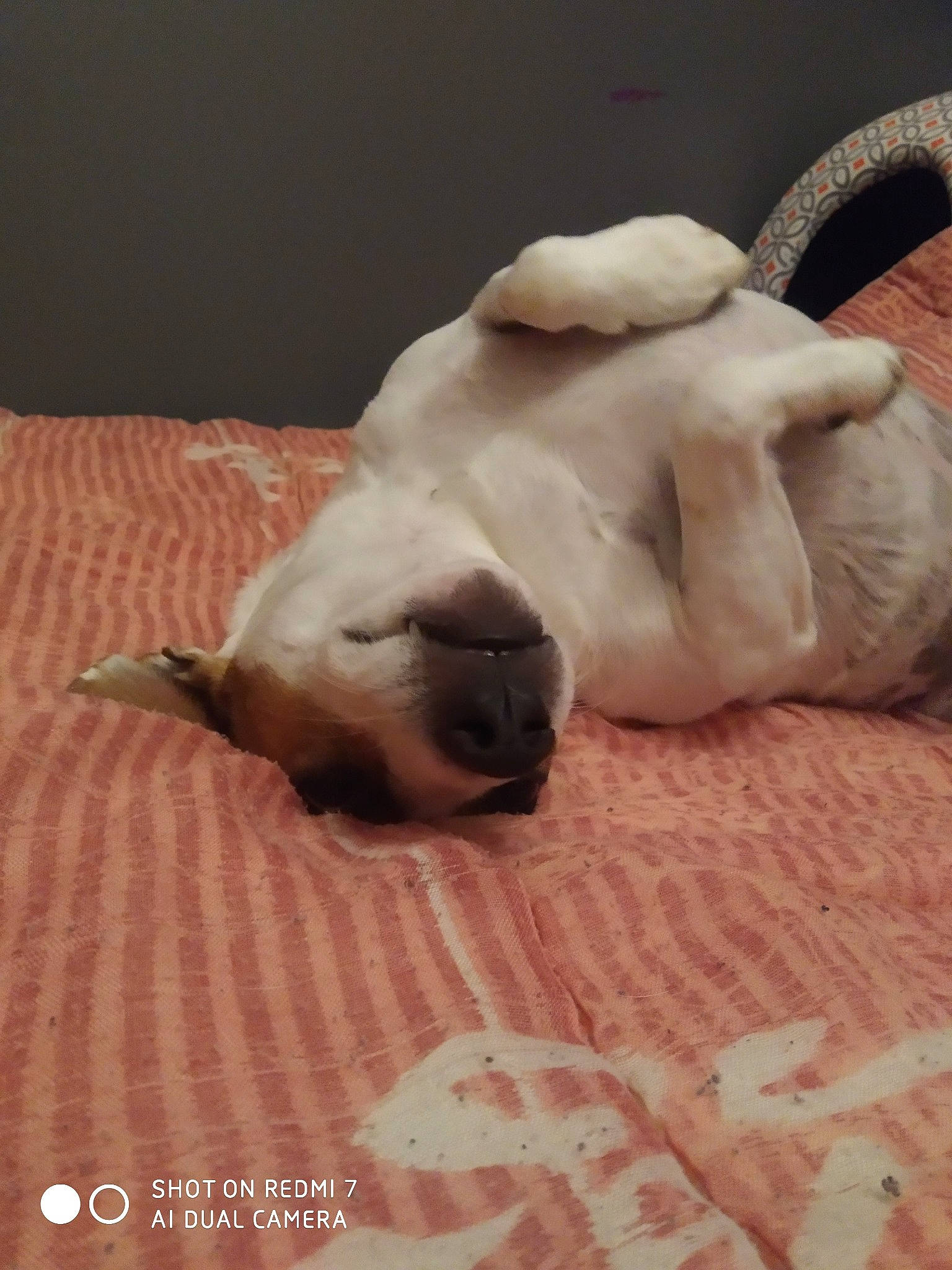 Diego participe au concours pour gagner de l'argent avec cette photo : canidae, carnivore, cat, dog, dog_breed, fawn, felidae, nap, puppy