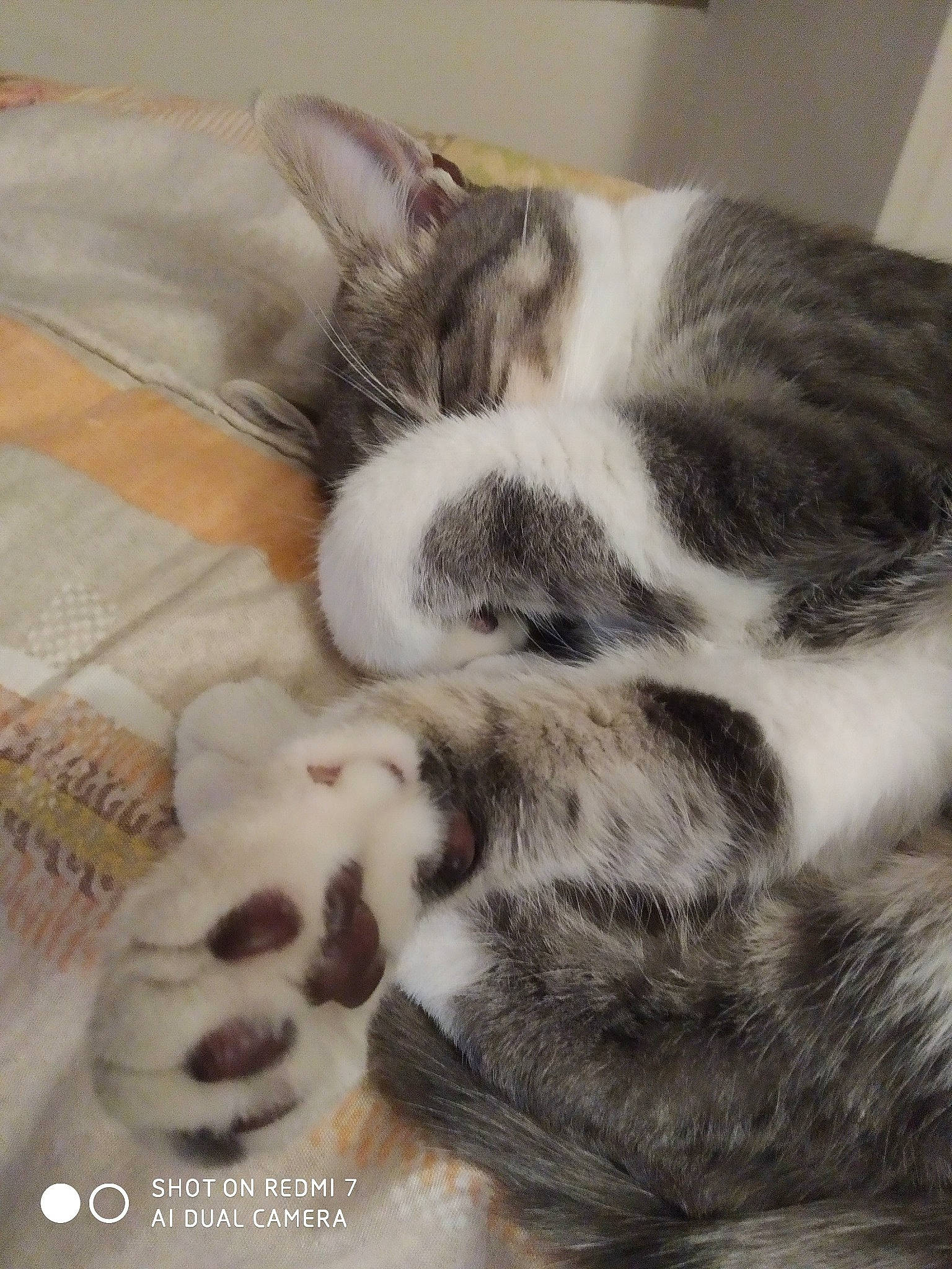 Monty participe au concours pour gagner de l'argent avec cette photo : aegean_cat, american_shorthair, american_wirehair, carnivore, cat, domestic_short_haired_cat, ear, european_shorthair, felidae, fur, kitten, nap, paw, polydactyl_cat, small_to_medium_sized_cats, snout, whiskers