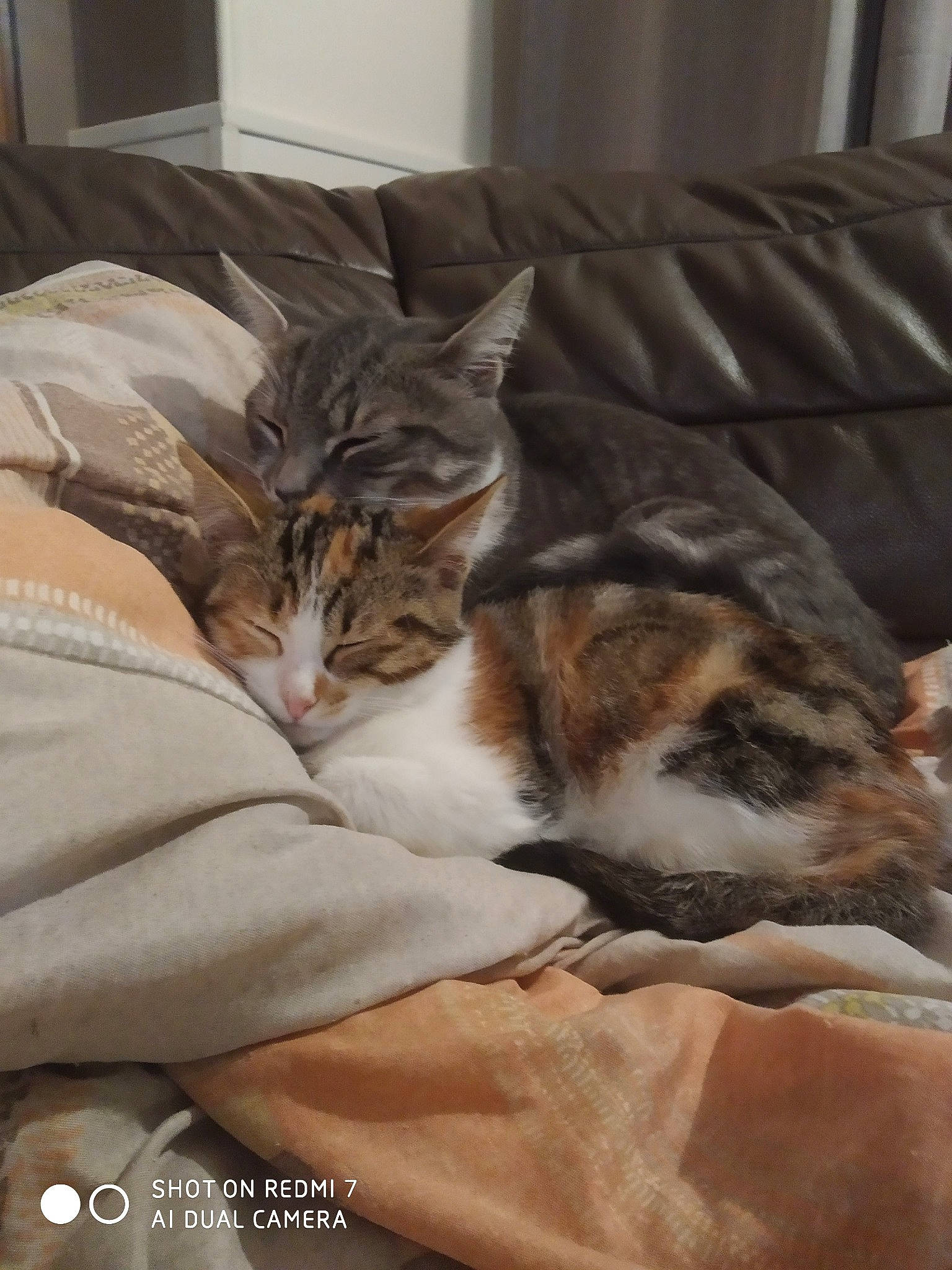 Monty participe au concours pour gagner de l'argent avec cette photo : aegean_cat, american_shorthair, american_wirehair, asian, carnivore, cat, comfort, domestic_short_haired_cat, dragon_li, european_shorthair, felidae, fur, kitten, mammal, nap, paw, room, small_to_medium_sized_cats, tabby_cat, whiskers