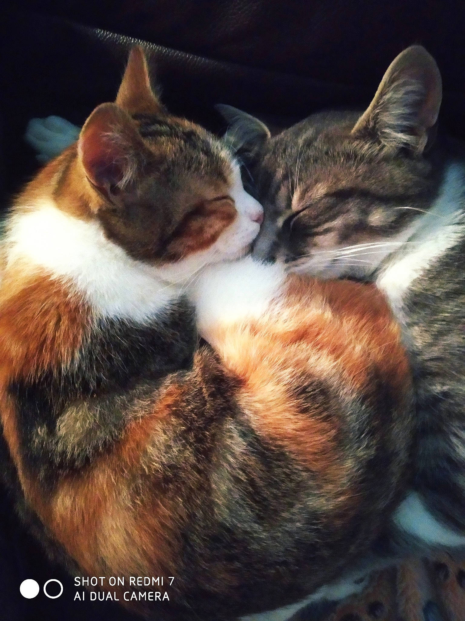 Monty a rejoint le concours — aidez-le/la à gagner de superbes lots ! aegean_cat, american_wirehair, carnivore, cat, domestic_short_haired_cat, ear, european_shorthair, felidae, fur, german_rex, hug, kitten, mammal, nap, photography, small_to_medium_sized_cats, snout, tabby_cat, tail, whiskers