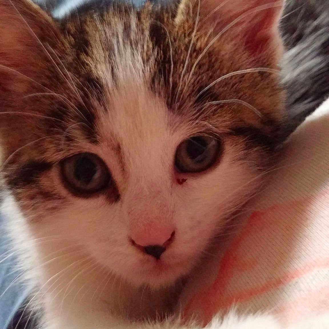 Pixie