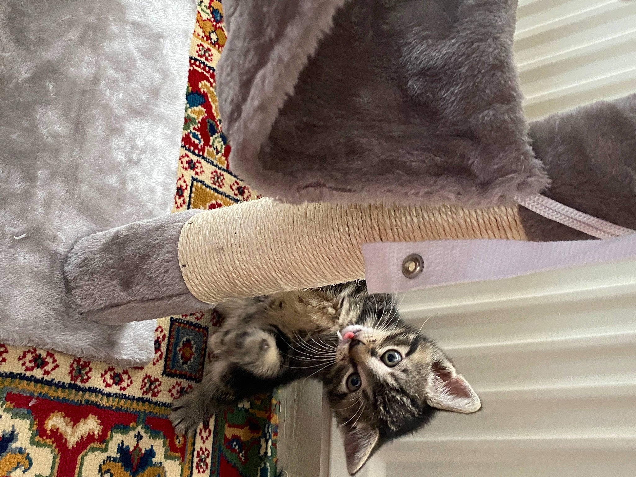 Clay joined the competition — help win amazing prizes! art, carmine, craft, creative_arts, dress, fashion_accessory, fur, grey, linens, outerwear, pattern, room, sleeve, textile, visual_arts, window, wood, wool, woolen, woven_fabric