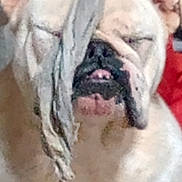 Sophie joined the competition — help win amazing prizes! dog, bulldog, pet, close_up, white_fur, wrinkled_face, cloth, fabric, tongue, snout, eyes_closed, indoors, chest, muzzle, cute, sleepy, portrait, funny_expression, drool, red_background