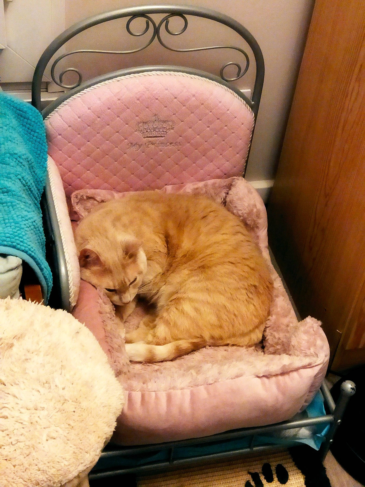 Garfield a rejoint le concours — aidez-le/la à gagner de superbes lots ! canidae, carnivore, cat, cat_supply, comfort, companion_dog, dog_breed, duvet, fawn, felidae, fur, kitchen_utensil, linens, room, small_to_medium_sized_cats, snout, sporting_group, tail, whiskers, wood