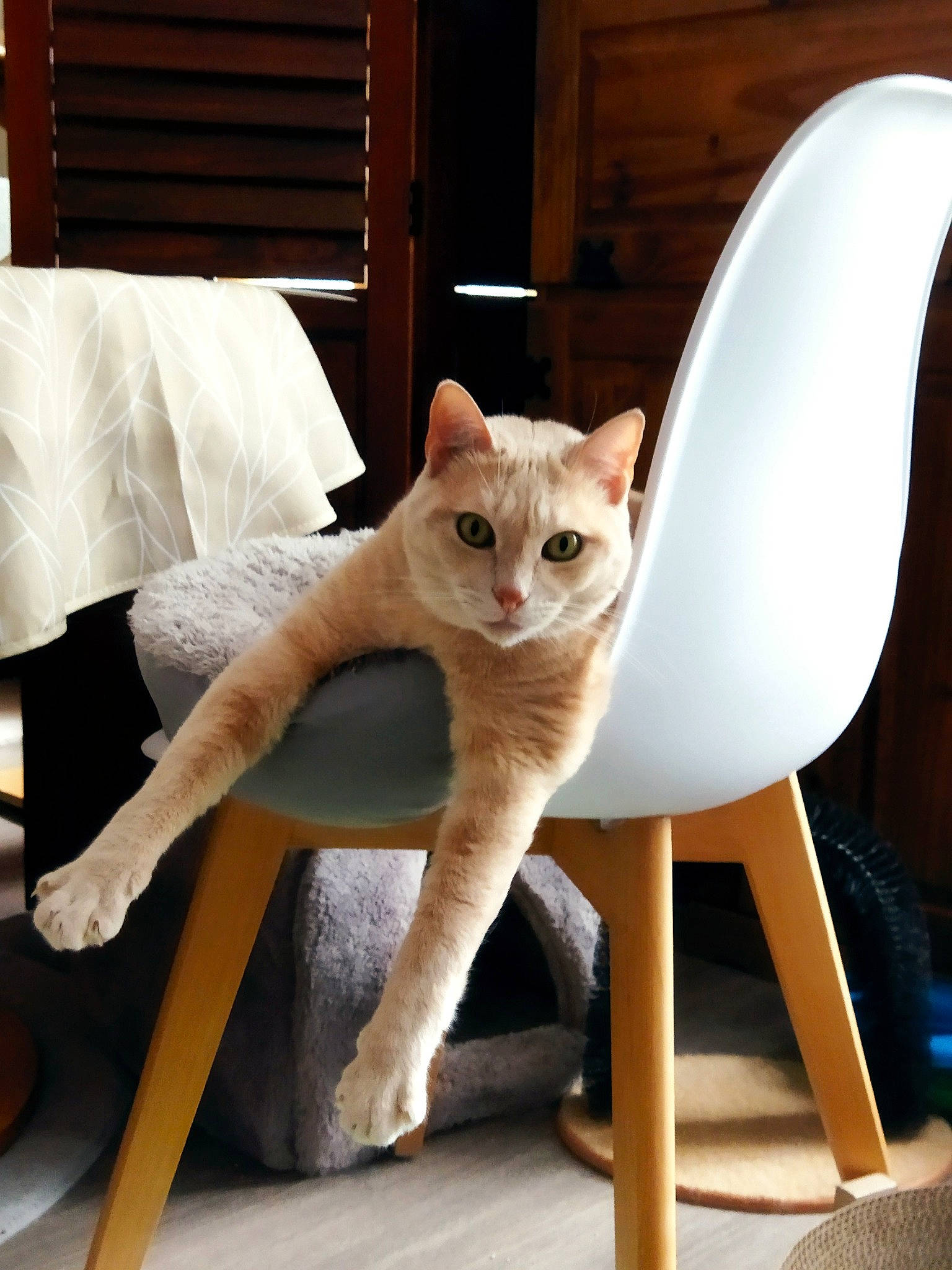 Garfield participe au concours pour gagner de l'argent avec cette photo : balinese, carnivore, cat, cat_supply, chair, comfort, domestic_short_haired_cat, fawn, felidae, fur, hardwood, mammal, paw, room, sitting, small_to_medium_sized_cats, tail, vertebrate, whiskers, wood