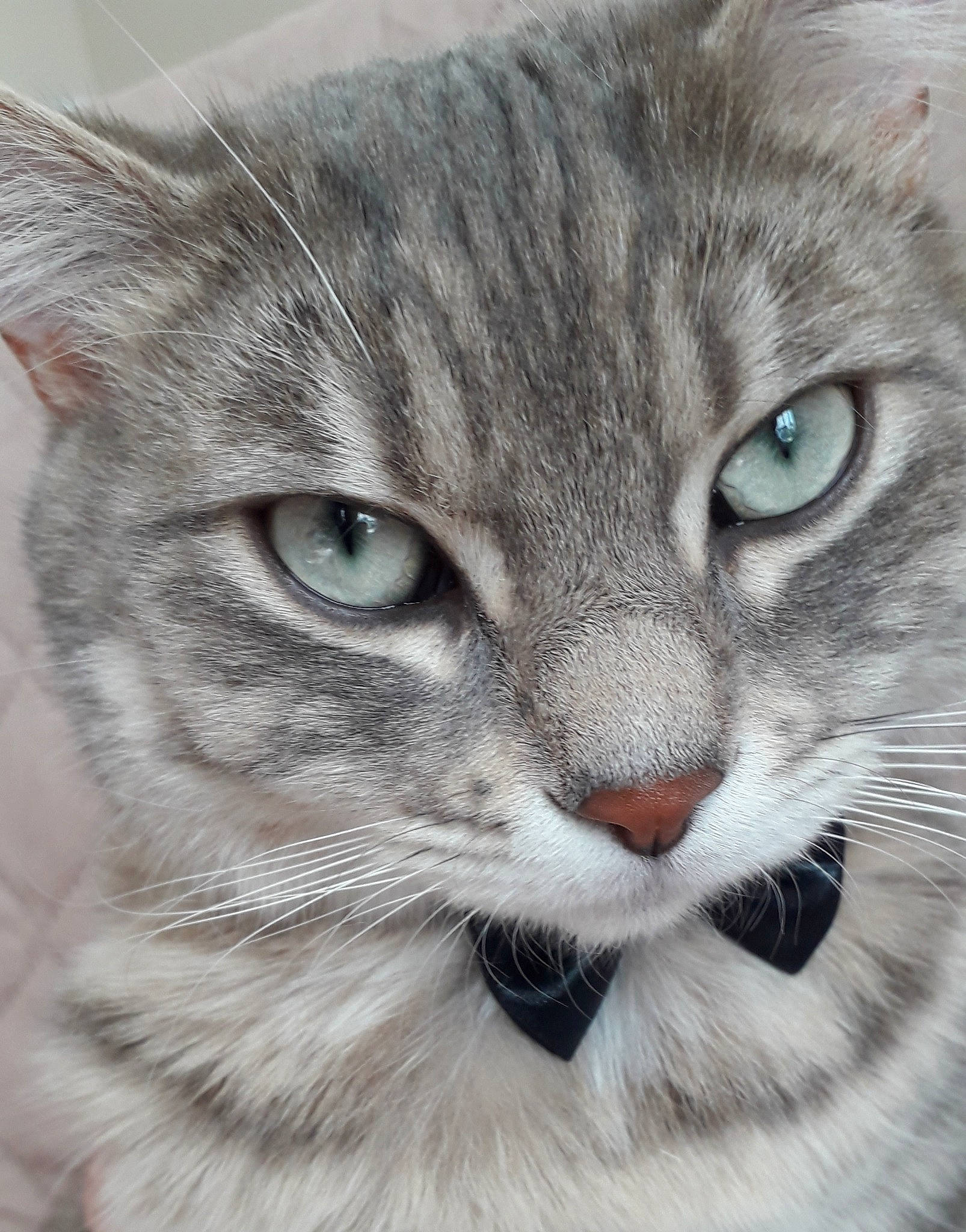 Ewok participe au concours pour gagner de l'argent avec cette photo : art, carnivore, cat, domestic_short_haired_cat, door, felidae, fur, mammal, paint, painting, paw, small_to_medium_sized_cats, snout, terrestrial_animal, vertebrate, whiskers, window