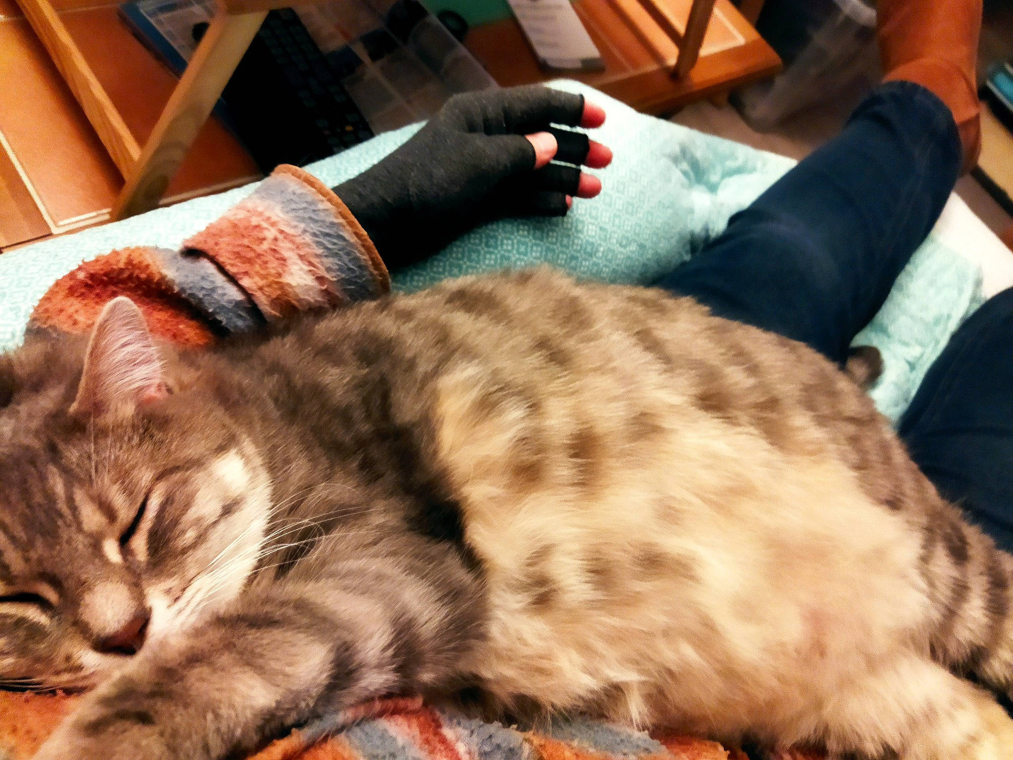 Ewok a rejoint le concours — aidez-le/la à gagner de superbes lots ! carnivore, cat, claw, comfort, couch, domestic_short_haired_cat, fawn, felidae, fur, lap, nap, paw, small_to_medium_sized_cats, snout, tail, whiskers, wood