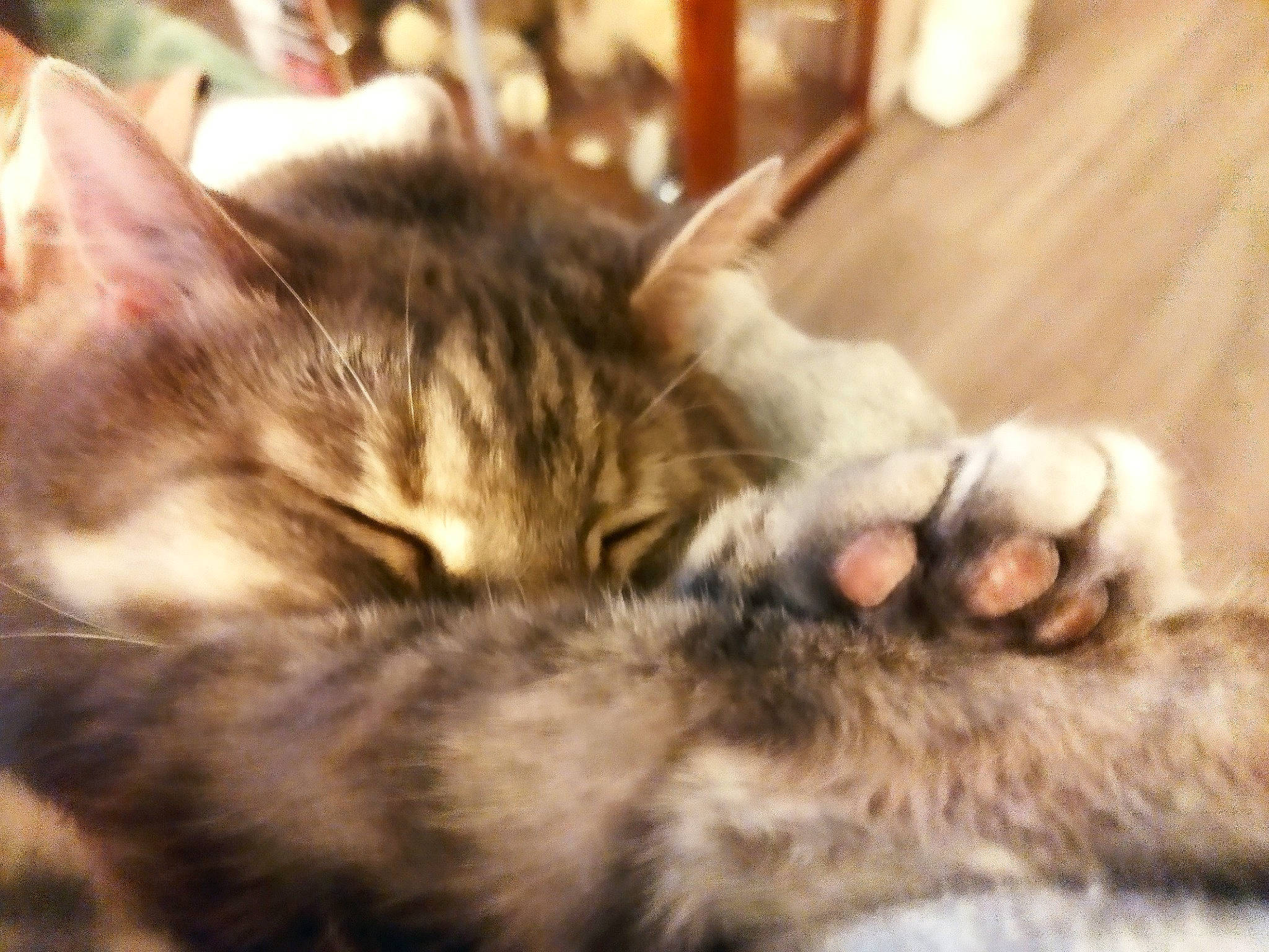 Ewok participe au concours pour gagner de l'argent avec cette photo : carnivore, cat, claw, cloud, comfort, domestic_short_haired_cat, felidae, flooring, foot, fur, hardwood, nap, paw, sky, sleep, small_to_medium_sized_cats, tail, whiskers, wood