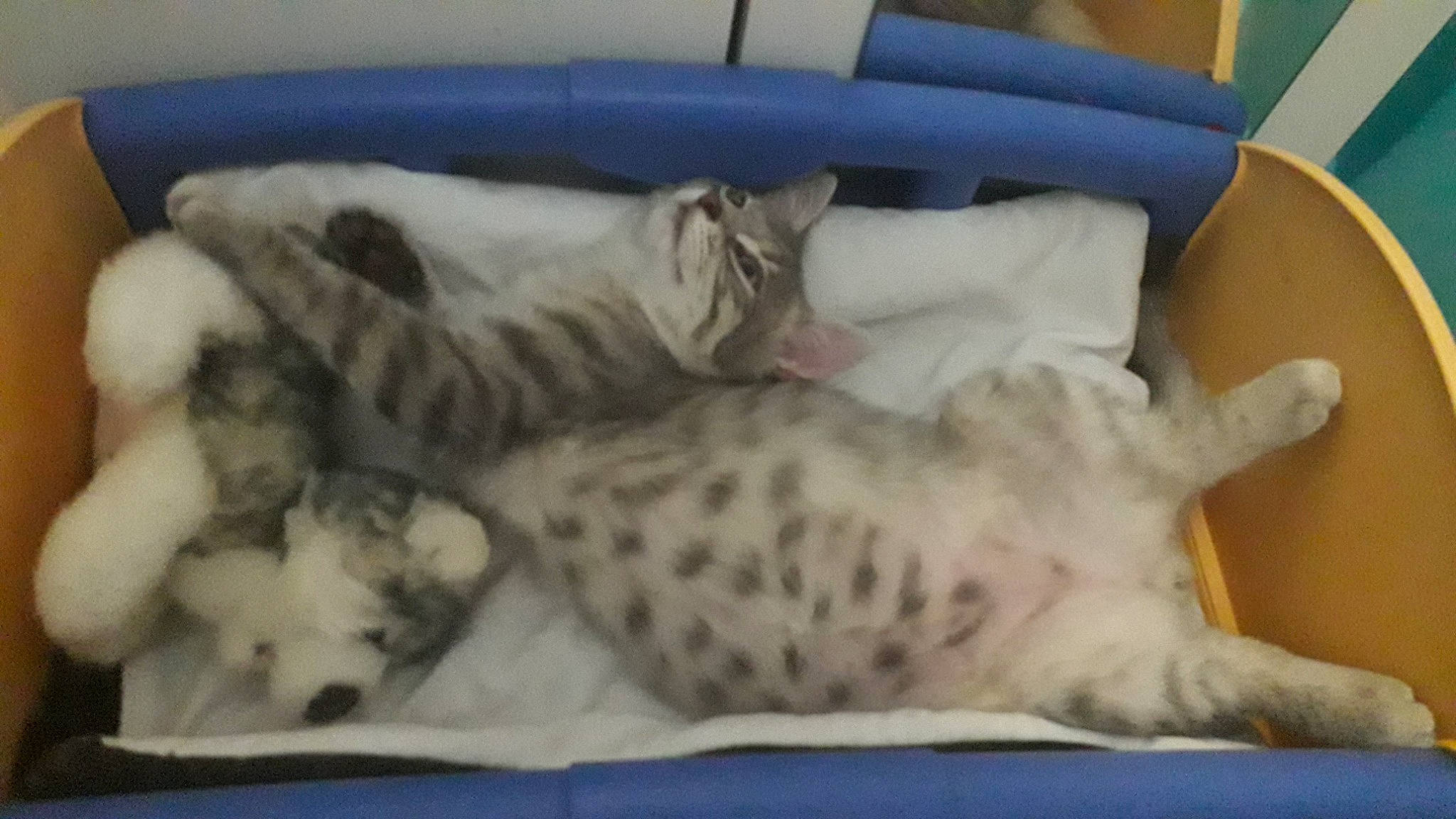 Ewok a rejoint le concours — aidez-le/la à gagner de superbes lots ! carnivore, cat, comfort, companion_dog, dog_breed, domestic_short_haired_cat, fawn, felidae, fur, linens, mammal, paw, pet_supply, small_to_medium_sized_cats, snout, sporting_group, tail, terrestrial_animal, vertebrate, whiskers