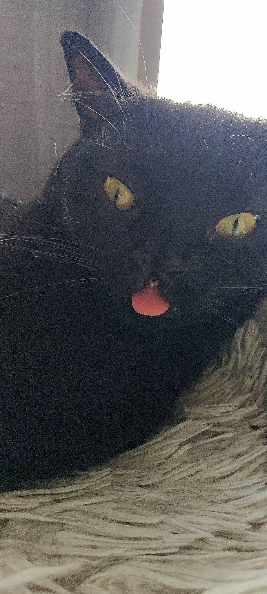 Marty participe au concours pour gagner de l'argent avec cette photo : art, black_cat, bombay, carnivore, cat, domestic_short_haired_cat, felidae, fur, iris, small_to_medium_sized_cats, snout, tail, terrestrial_animal, whiskers