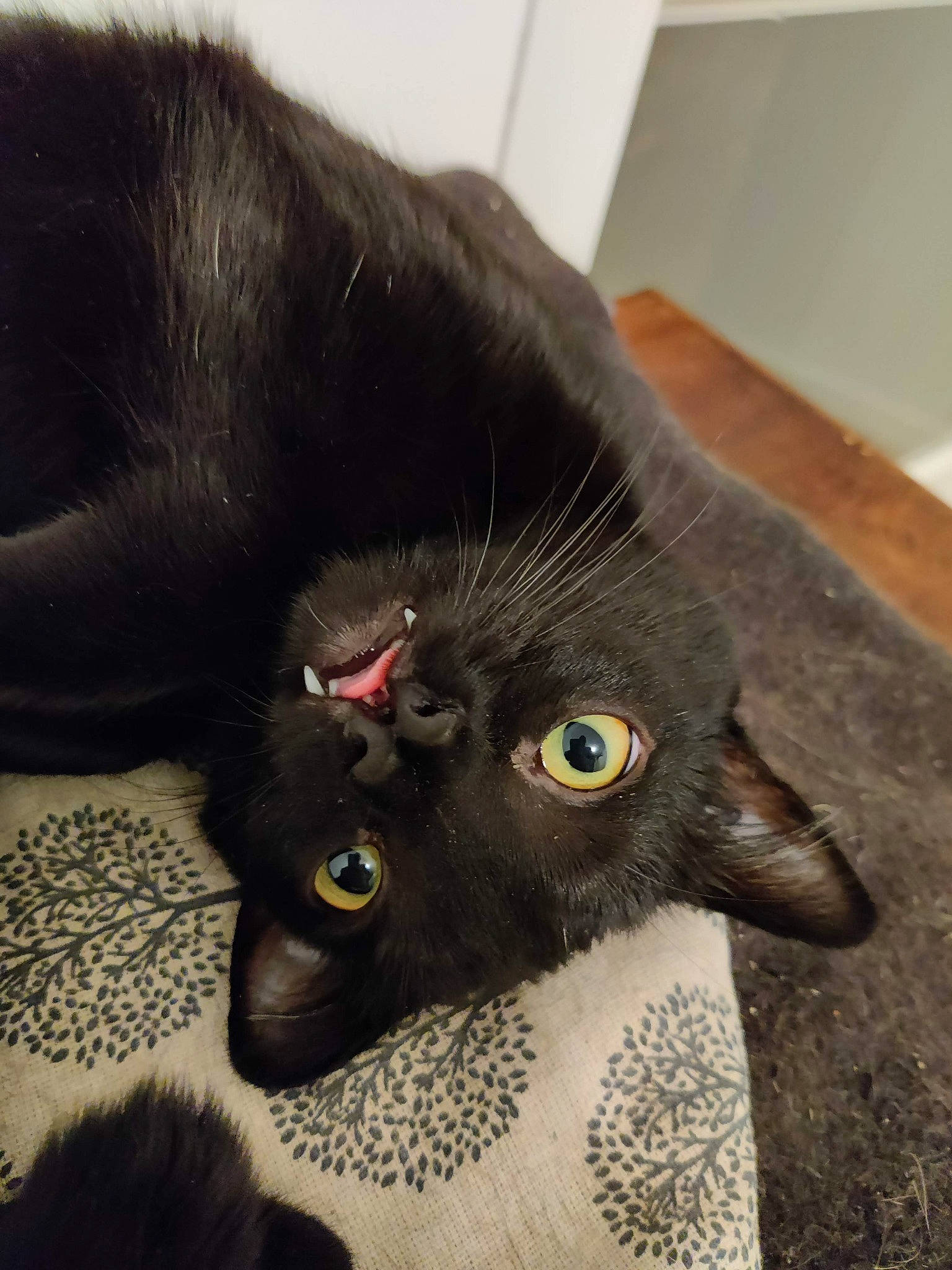 Marty a rejoint le concours — aidez-le/la à gagner de superbes lots ! black_cat, bombay, carnivore, cat, claw, comfort, domestic_short_haired_cat, ear, felidae, fur, havana_brown, paw, small_to_medium_sized_cats, snout, tail, whiskers