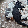 Nala Et Simba a rejoint le concours — aidez-le/la à gagner de superbes lots ! cat, cats, kitten, black_and_white_cat, gray_and_white_cat, sleeping, resting, cuddling, animals, pets, fur, whiskers, paws, tail, blanket, paw_print_pattern, indoors, cozy, relaxed, cute