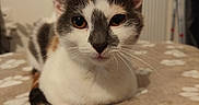 Nala Et Simba a rejoint le concours — aidez-le/la à gagner de superbes lots ! cat, calico_cat, pet, feline, animal, portrait, close_up, sitting, indoors, bed, blanket, paw_prints, whiskers, ears, eyes, nose, fur, tricolor, cozy, home