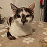 cat, calico_cat, pet, feline, animal, portrait, close_up, sitting, indoors, bed, blanket, paw_prints, whiskers, ears, eyes, nose, fur, tricolor, cozy, home