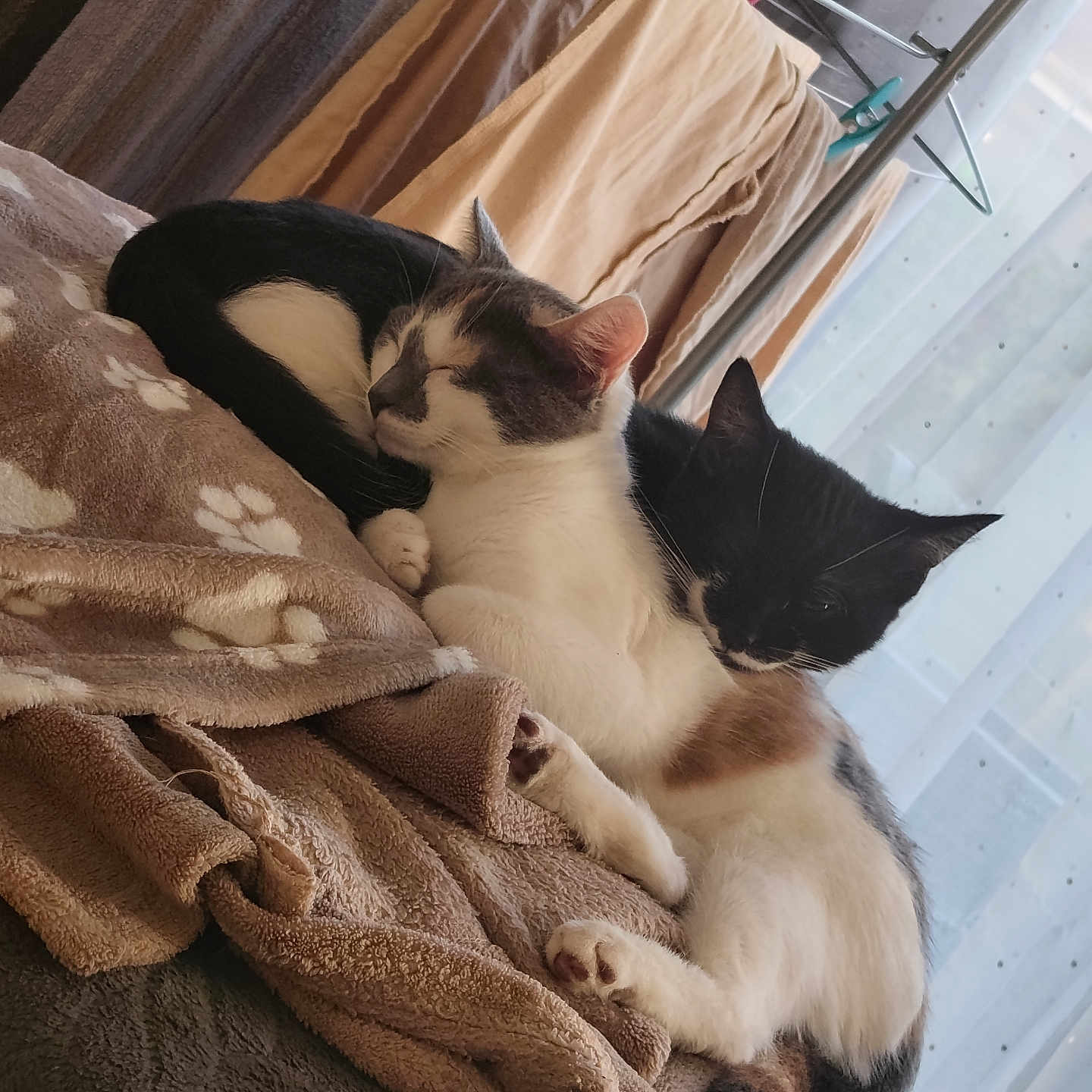 Nala Et Simba