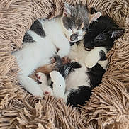 Nala Et Simba participe au concours pour gagner de l'argent avec cette photo : kittens, cats, sleeping, cuddling, pile, litter, calico, black_and_white, fur, whiskers, ears, paws, cozy, blanket, shaggy, indoors, cute, resting, animal, pet
