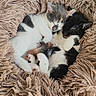 kittens, cats, sleeping, cuddling, pile, litter, calico, black_and_white, fur, whiskers, ears, paws, cozy, blanket, shaggy, indoors, cute, resting, animal, pet