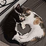 Nala Et Simba a rejoint le concours — aidez-le/la à gagner de superbes lots ! cats, kitten, calico_cat, black_and_white_cat, sleeping, cuddling, cuddling_cats, pet, feline, animal, bed, bedding, bedroom, indoors, cozy, resting, curled_up, close_up, cute, yin_yang