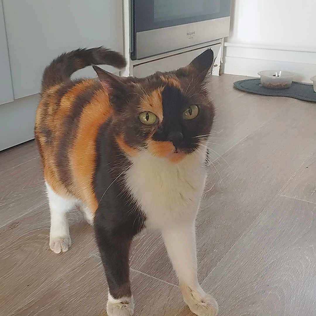 Mimoune participe au concours pour gagner de l'argent avec cette photo : accessories, animal, canine, cat, computerhardware, dog, electronics, hardware, hardwood, husky, indoors, interiordesign, manx, monitor, pet, plywood, screen, strap, tv, wood