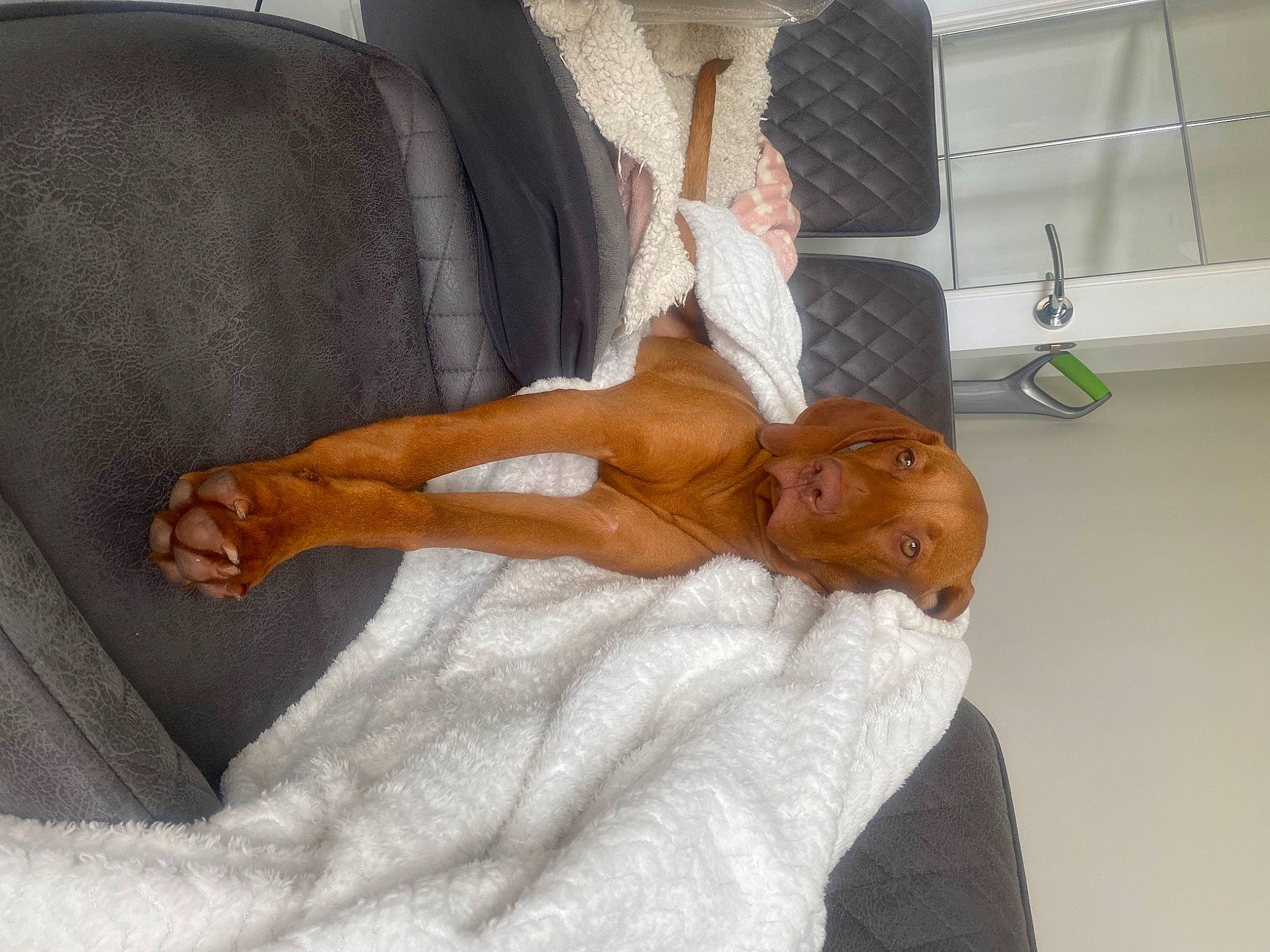 Pepper is registered to the contest to win money with this photo: abdomen, barechested, barefoot, bedding, chest, comfort, companion_dog, elbow, foot, fur, human_body, human_leg, knee, linens, nap, shoulder, thigh, thumb, trunk, vehicle_door