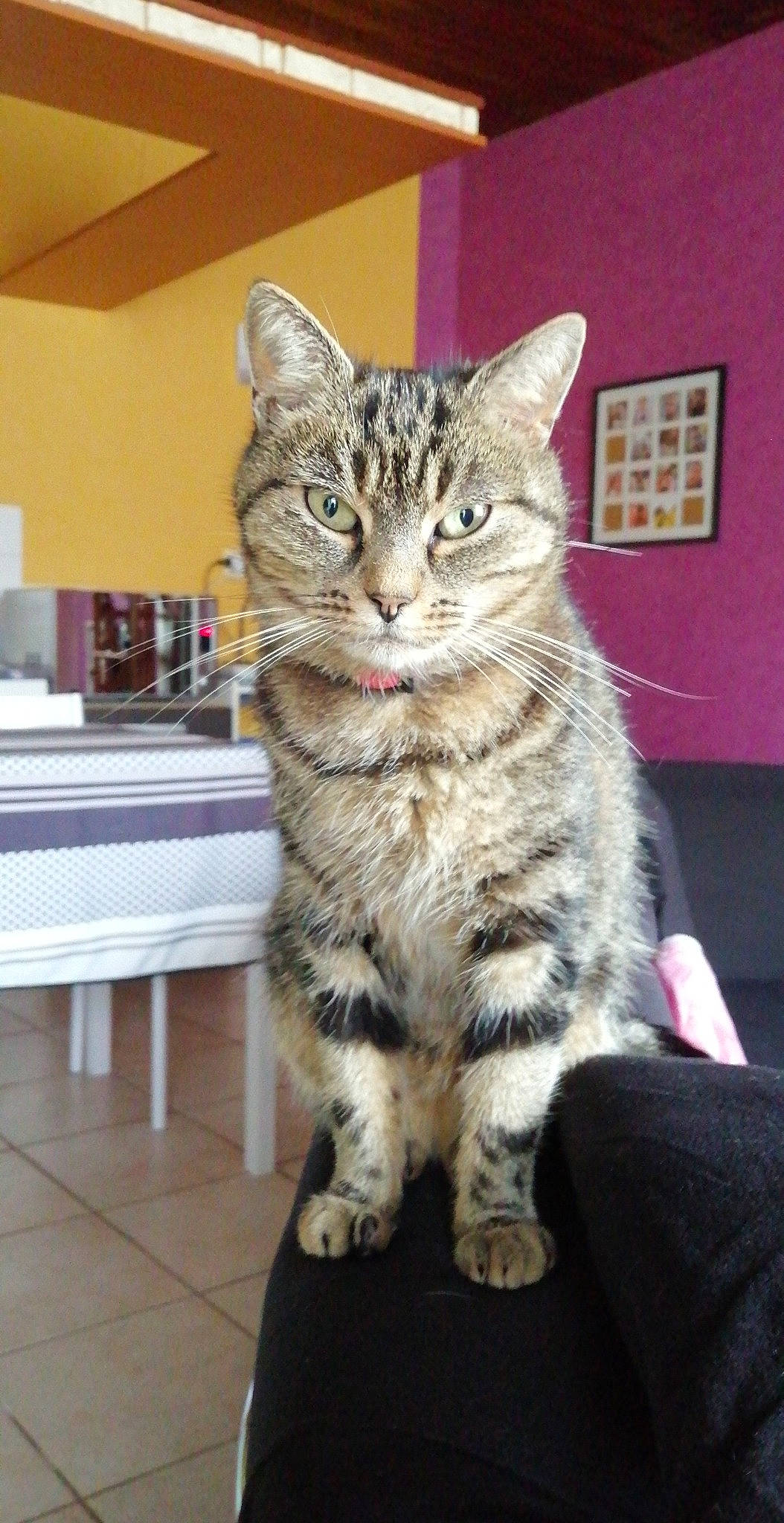 Pépette participe au concours pour gagner de l'argent avec cette photo : american_bobtail, american_shorthair, american_wirehair, asian, australian_mist, california_spangled, carnivore, cat, domestic_short_haired_cat, dragon_li, european_shorthair, felidae, kitten, kurilian_bobtail, mammal, pixie_bob, small_to_medium_sized_cats, tabby_cat, vertebrate, whiskers