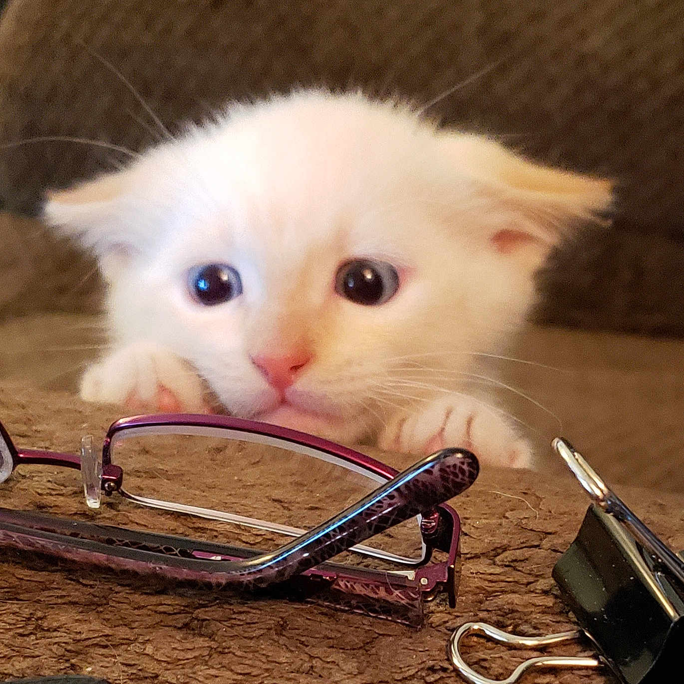 Loki Finlo is registered to the contest to win money with this photo: accessories, angora, animal, bag, canine, cat, computer, dog, electronics, glasses, goggles, handbag, kitten, manx, pet, puppy, purse, siamese, strap, sunglasses