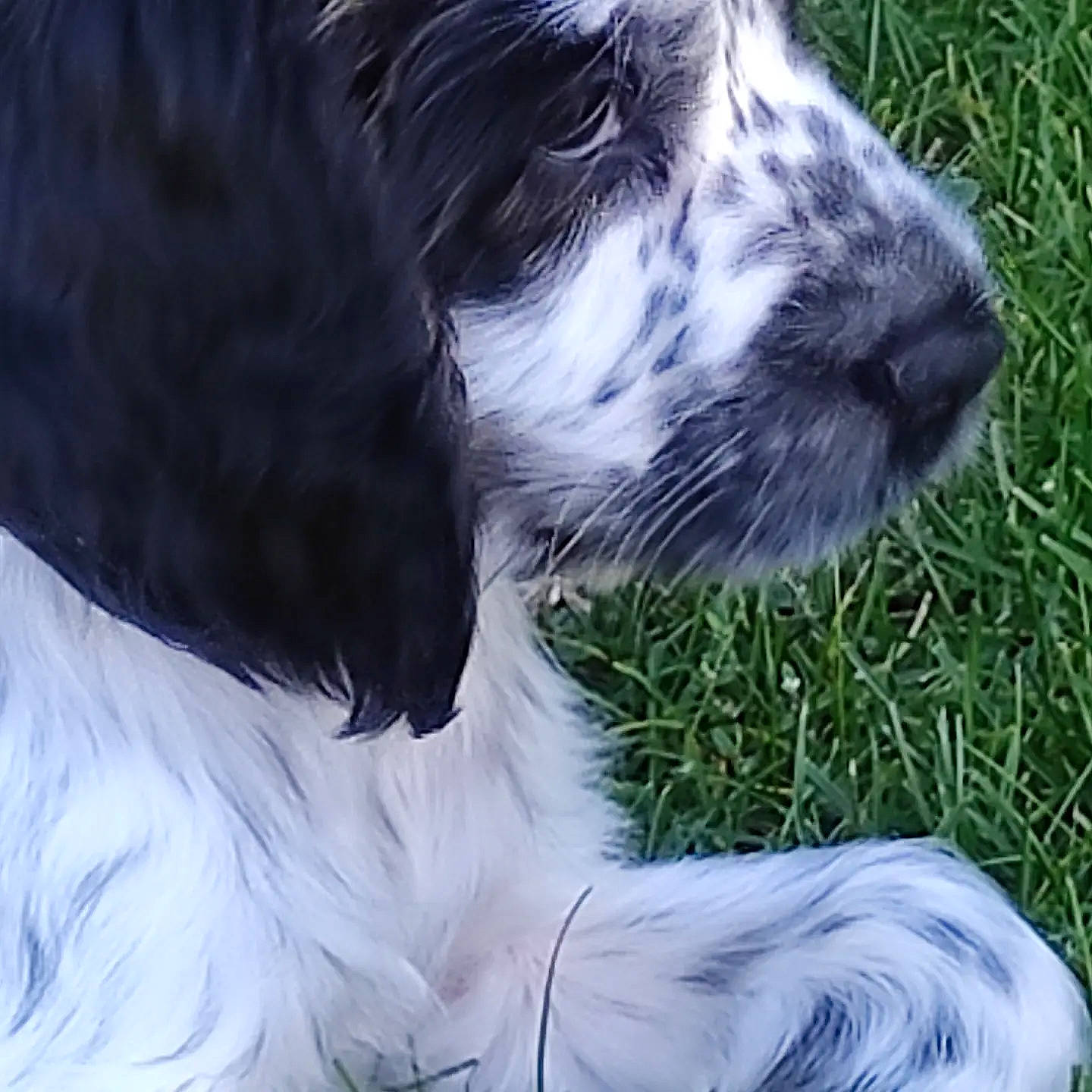 Tess participe au concours pour gagner de l'argent avec cette photo : border_collie, canidae, carnivore, companion_dog, dog, dog_breed, fur, grass, herding_dog, livestock, miniature_australian_shepherd, pasture, plant, puppy, snout, sporting_group, terrestrial_animal, whiskers, working_animal, working_dog