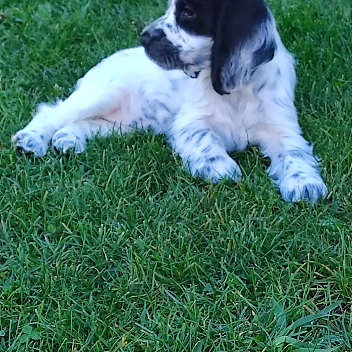 Tess a rejoint le concours — aidez-le/la à gagner de superbes lots ! canidae, carnivore, companion_dog, dog, dog_breed, fawn, fur, grass, groundcover, lawn, non_sporting_group, plant, pyrenean_mastiff, sporting_group, tail, terrestrial_animal, working_dog