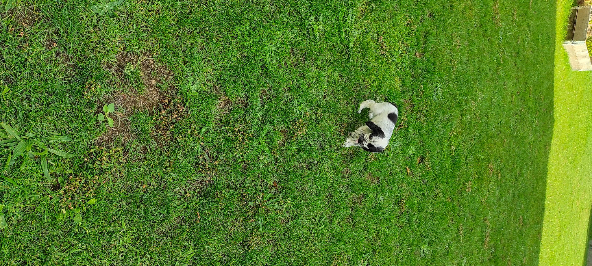 Tess participe au concours pour gagner de l'argent avec cette photo : carnivore, companion_dog, dog_breed, field, grass, grass_family, grassland, grazing, groundcover, lawn, meadow, pasture, people_in_nature, plant, prairie, shrub, soil, tail, terrestrial_animal, wildlife