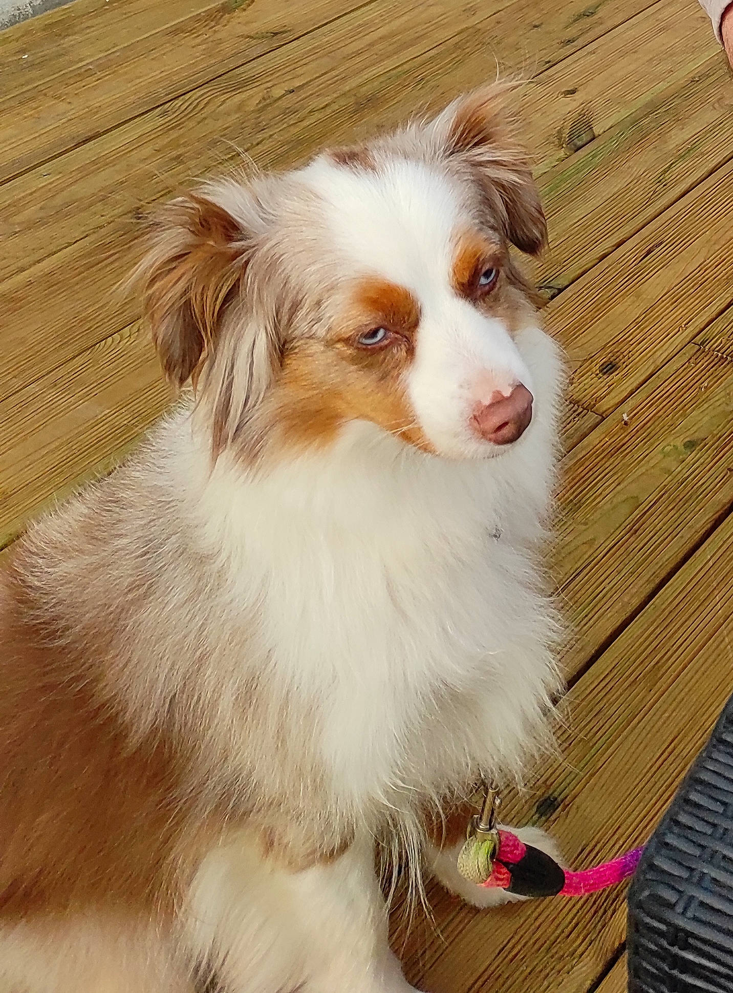 Izia participe au concours pour gagner de l'argent avec cette photo : carnivore, companion_dog, dog, dog_breed, fawn, fur, gun_dog, hardwood, herding_dog, liver, plant, snout, sporting_group, varnish, whiskers, wood, wood_stain, working_animal, working_dog