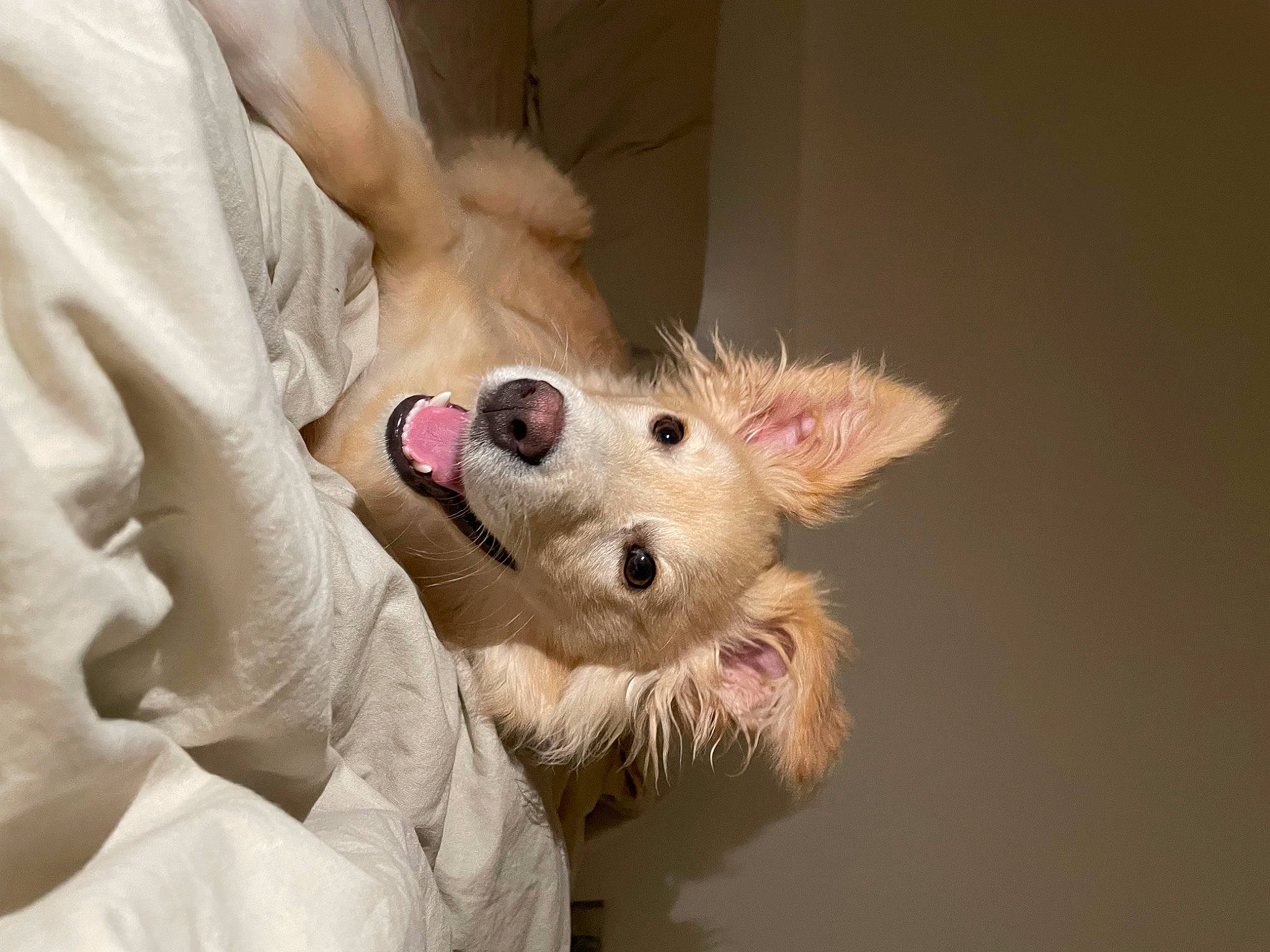 Pippo participe au concours pour gagner de l'argent avec cette photo : canidae, carnivore, comfort, companion_dog, dog, dog_breed, ear, fawn, fur, non_sporting_group, paw, small_terrier, snout, sporting_group, toy_dog, working_animal