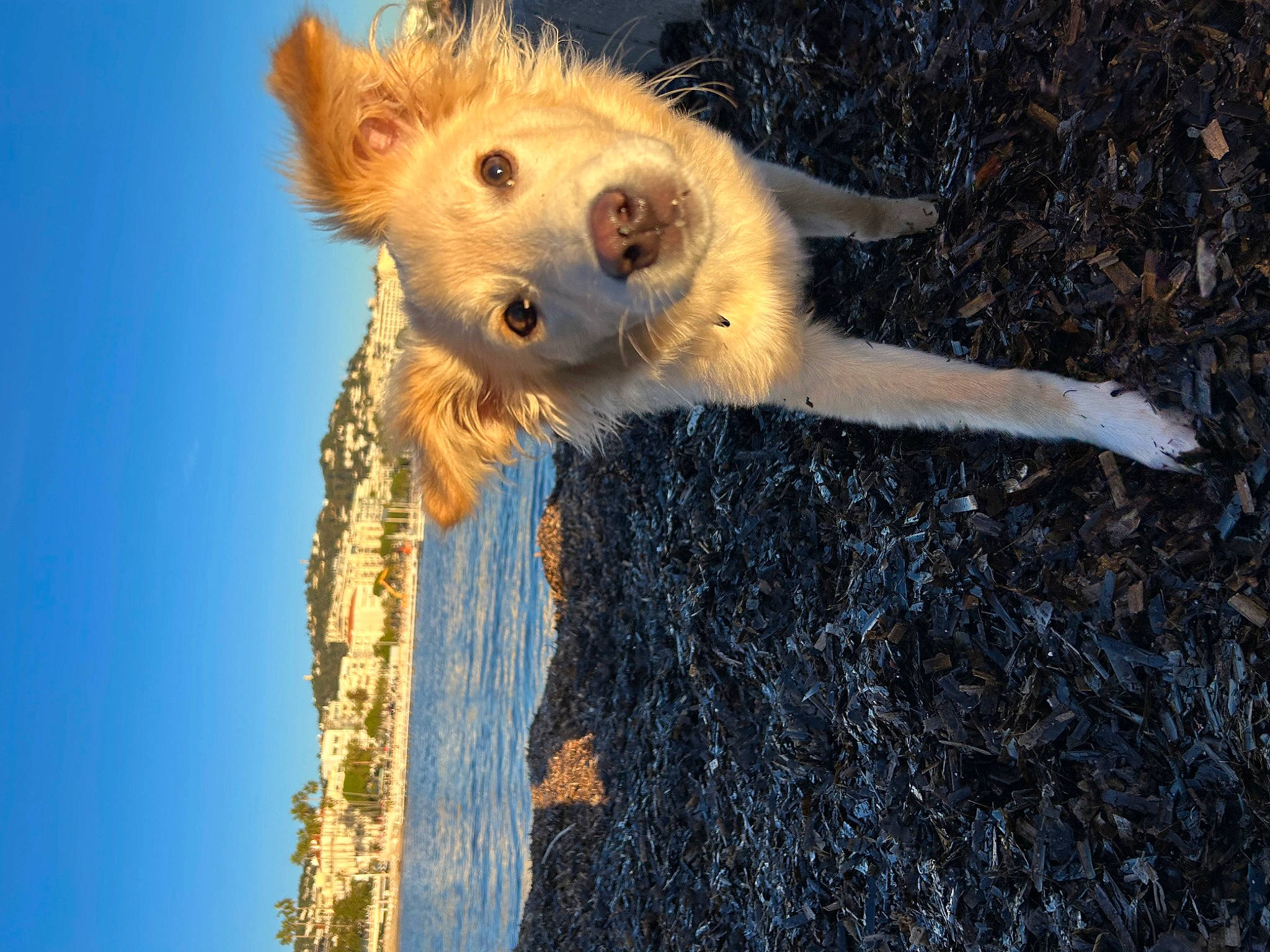 Pippo participe au concours pour gagner de l'argent avec cette photo : canidae, carnivore, companion_dog, dog, dog_breed, fawn, fur, plant, sky, snout, soil, sunglasses, tail, terrestrial_animal, tree, trunk, twig, water, wildlife, wood