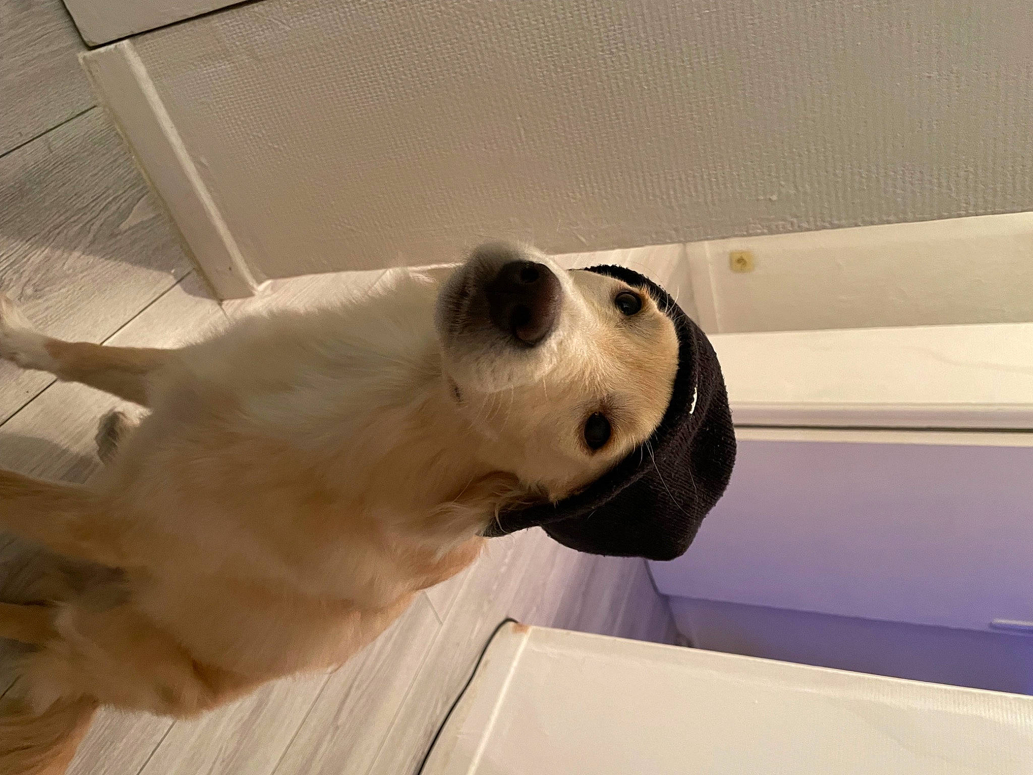 Pippo participe au concours pour gagner de l'argent avec cette photo : canidae, carnivore, companion_dog, dog, dog_breed, fawn, flooring, metal, non_sporting_group, pet_supply, polish_tatra_sheepdog, snout, sporting_group, whiskers, working_animal