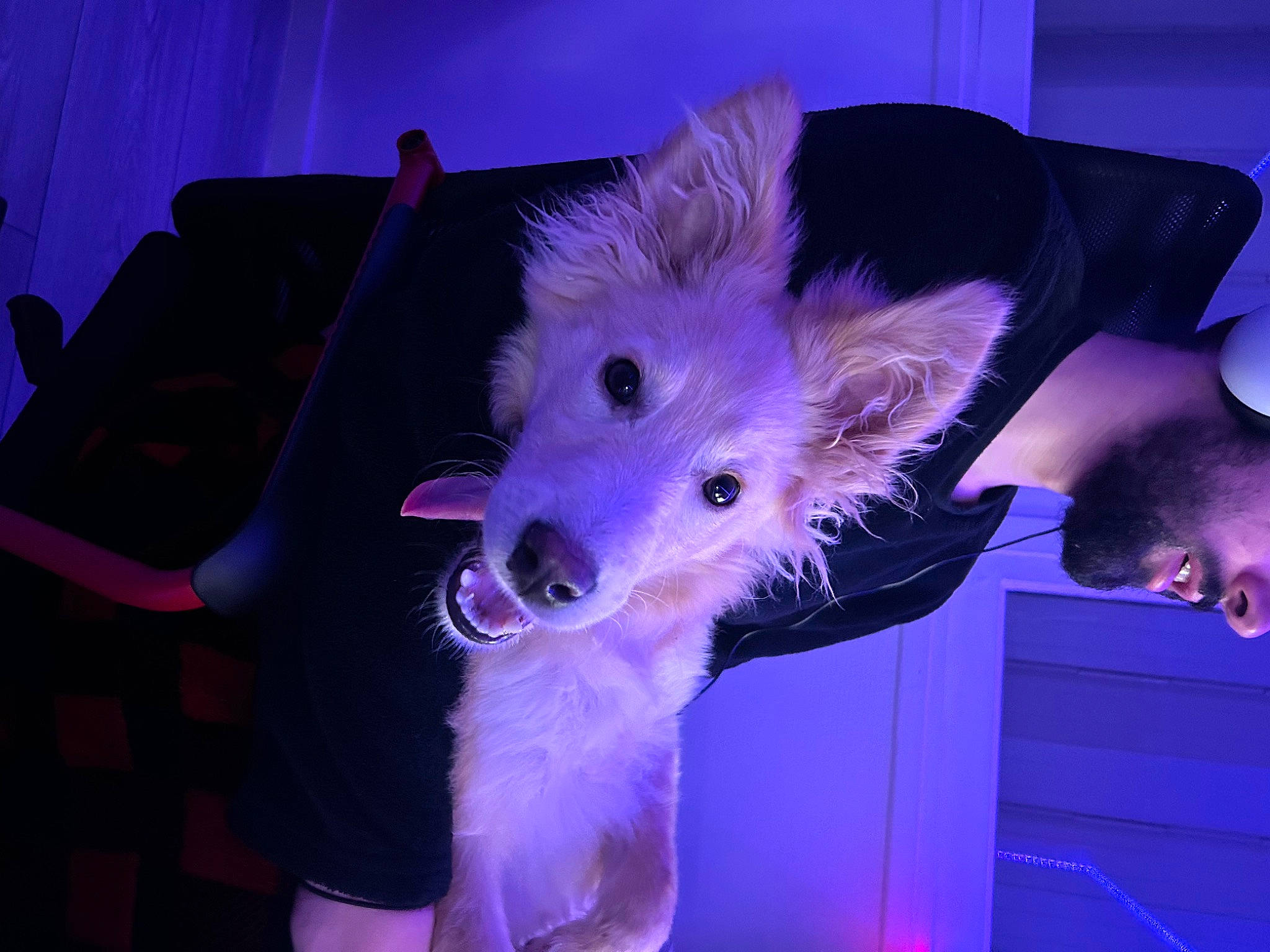 Pippo a rejoint le concours — aidez-le/la à gagner de superbes lots ! canidae, carnivore, companion_dog, costume, dog_breed, electric_blue, event, fawn, fun, fur, holiday, magenta, pink, purple, sleeve, snout, t_shirt, umbrella, violet, whiskers