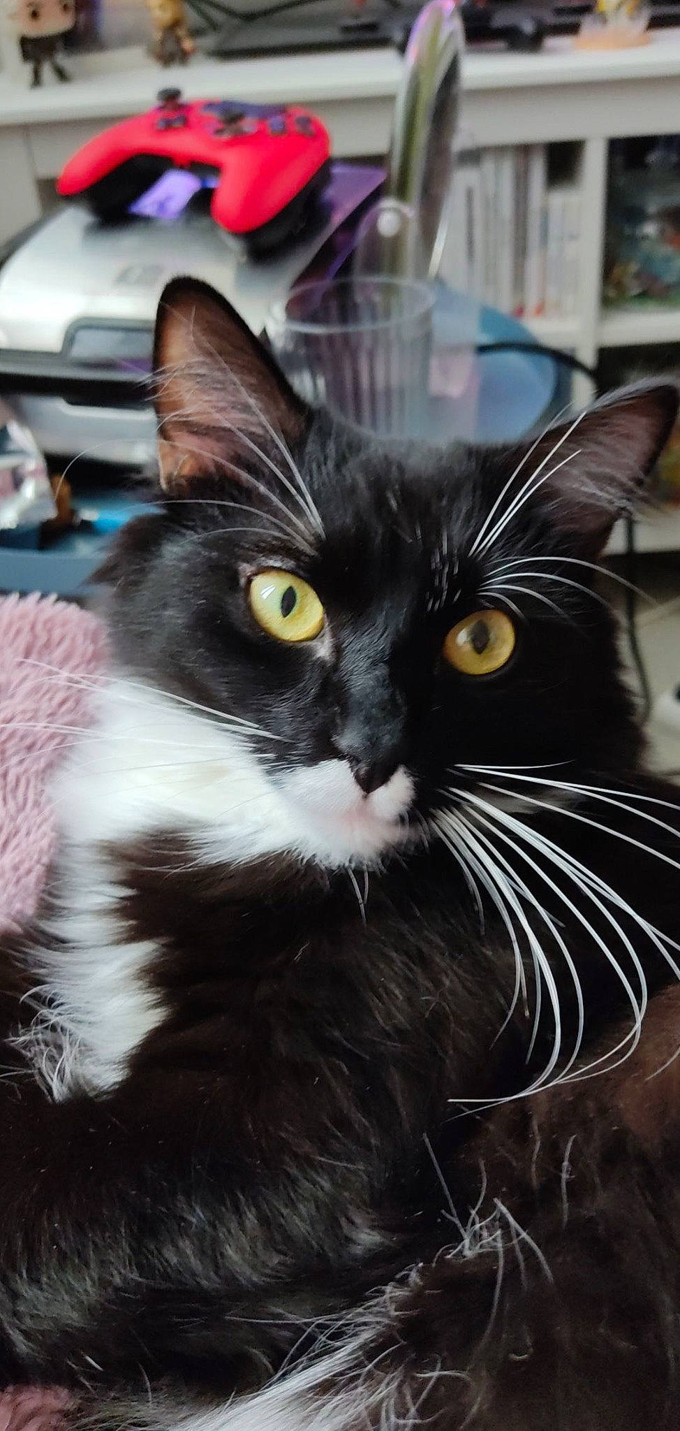 Milaje a rejoint le concours — aidez-le/la à gagner de superbes lots ! black_cat, carnivore, cat, claw, domestic_short_haired_cat, eye, felidae, fur, small_to_medium_sized_cats, snout, tail, terrestrial_animal, whiskers, window