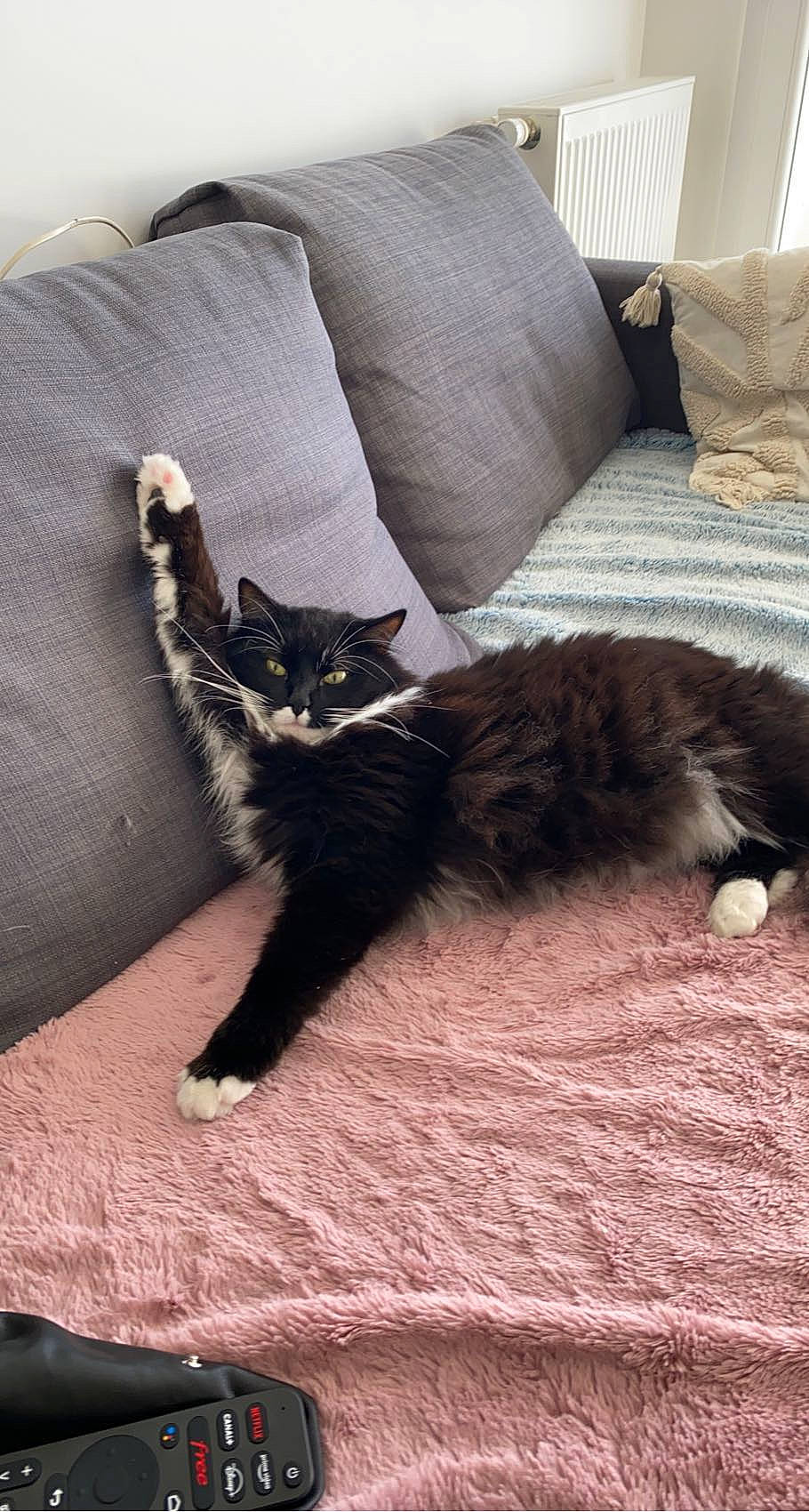 Milaje a rejoint le concours — aidez-le/la à gagner de superbes lots ! carnivore, cat, claw, comfort, domestic_short_haired_cat, felidae, flooring, fur, grey, hardwood, human_leg, linens, room, small_to_medium_sized_cats, tail, terrestrial_animal, textile, vertebrate, whiskers, wood