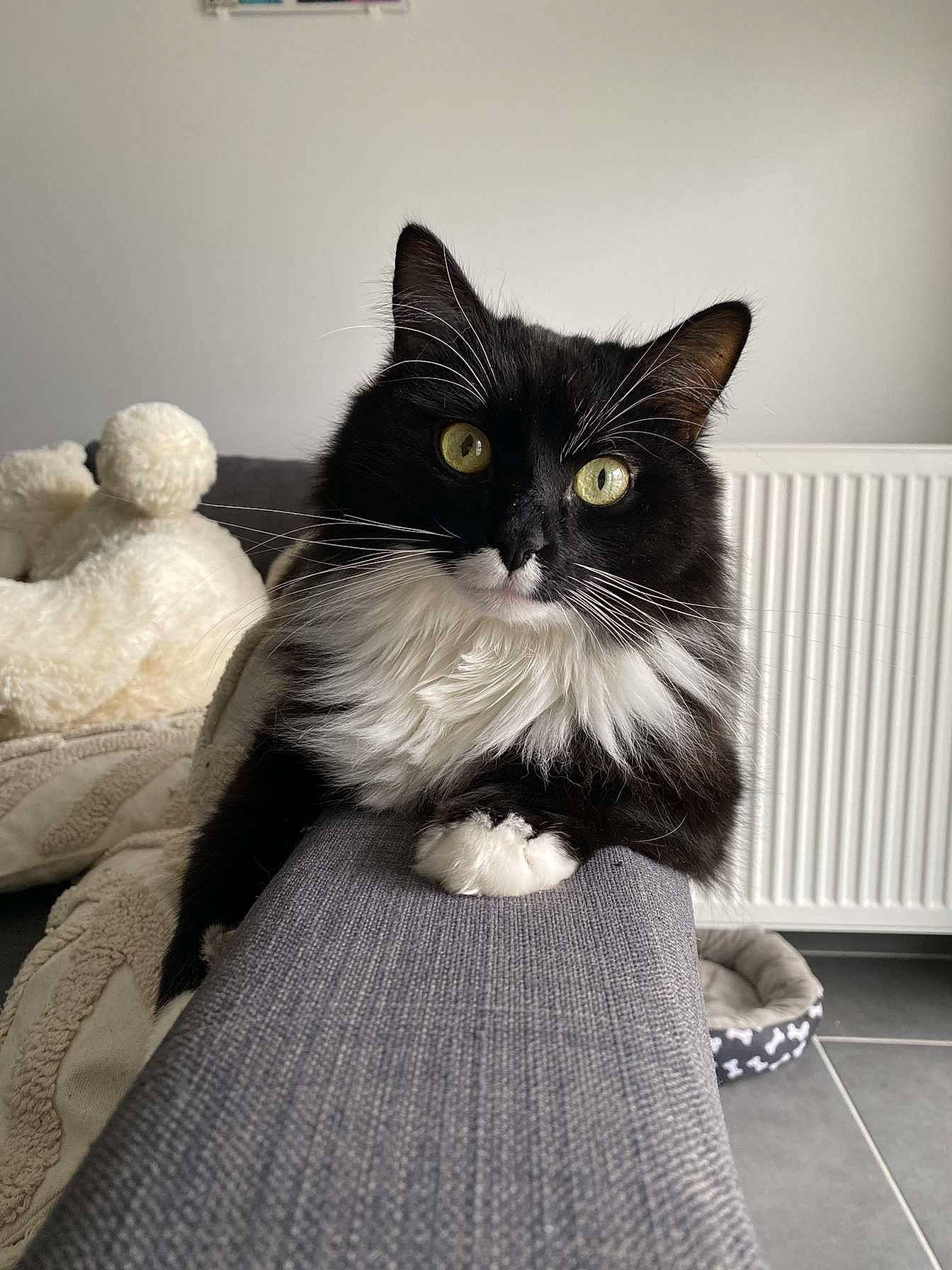 Milaje a rejoint le concours — aidez-le/la à gagner de superbes lots ! black_cat, box, british_longhair, carnivore, cat, claw, comfort, domestic_short_haired_cat, felidae, flooring, formal_wear, fur, grey, monochrome, monochrome_photography, sitting, small_to_medium_sized_cats, snout, tail, whiskers