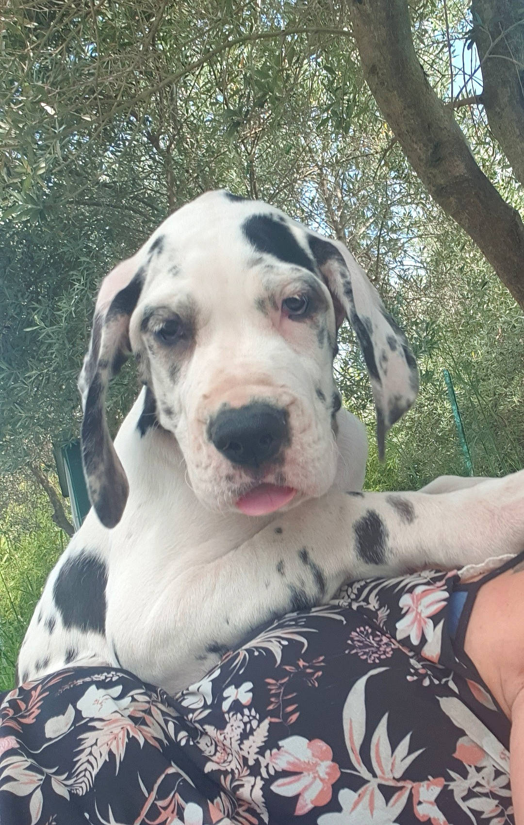 Ultime participe au concours pour gagner de l'argent avec cette photo : canidae, carnivore, collar, companion_dog, dog, dog_breed, dog_collar, fang, fawn, grass, guard_dog, non_sporting_group, plant, snout, sporting_group, terrestrial_animal, tree, whiskers, working_animal, working_dog