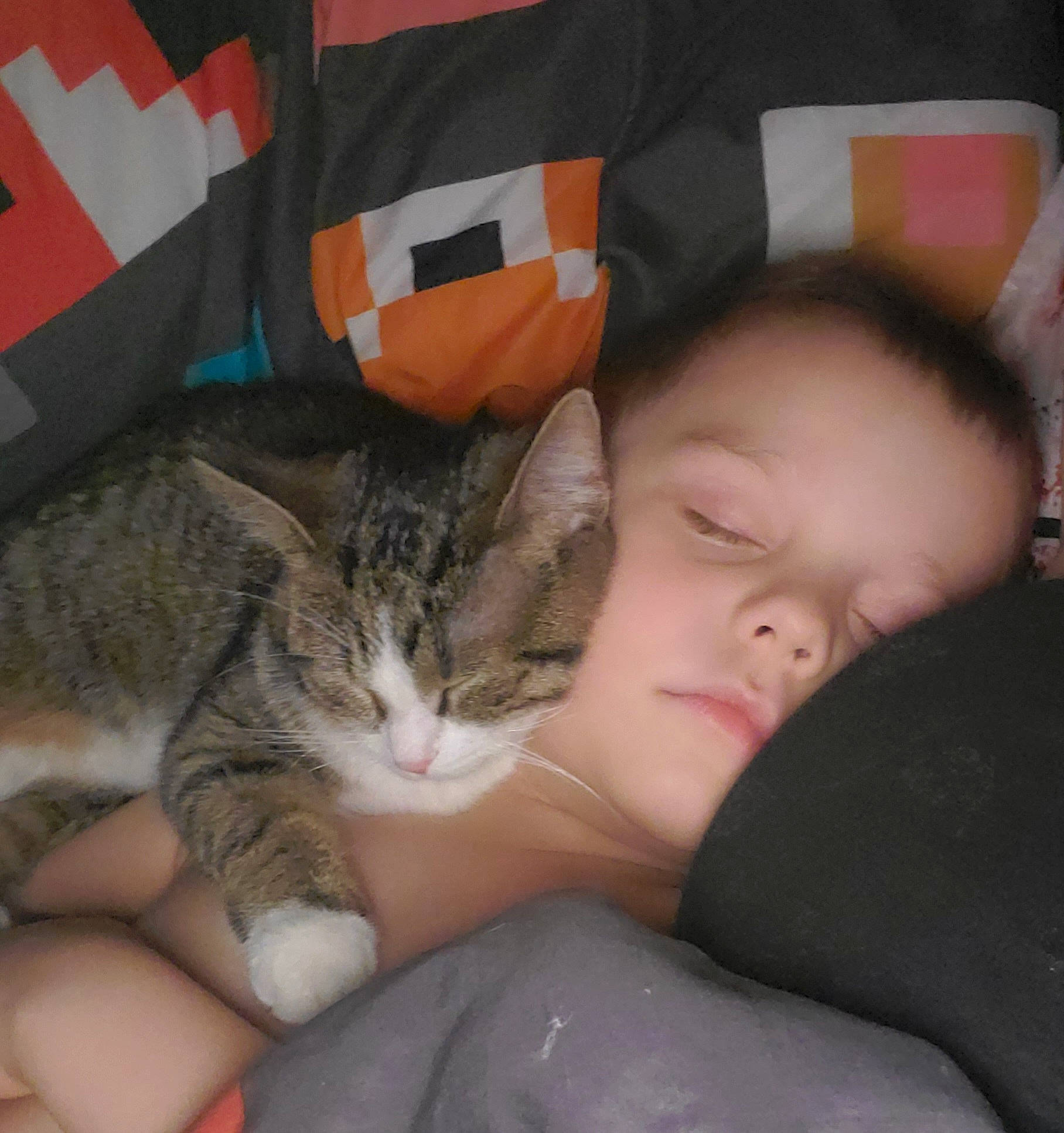 Sisu is registered to the contest to win money with this photo: carnivore, cat, child, comfort, couch, domestic_short_haired_cat, ear, eye, felidae, fur, gesture, iris, lap, mammal, nose, paw, small_to_medium_sized_cats, textile, vertebrate, whiskers